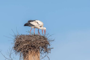 İlkbaharda yuvalarını kuran kur yapan bir çift leylek (ciconia ciconia). Bas Rhin, Alsace, Fransa, Avrupa