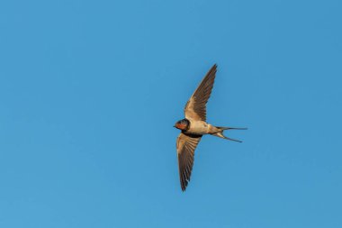 Ahır Kırlangıcı (Hirundo rustica) uçan böcekleri kovalıyor. Alsace, en büyüğü, Fransa