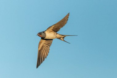 Ahır Kırlangıcı (Hirundo rustica) uçan böcekleri kovalıyor. Alsace, en büyüğü, Fransa