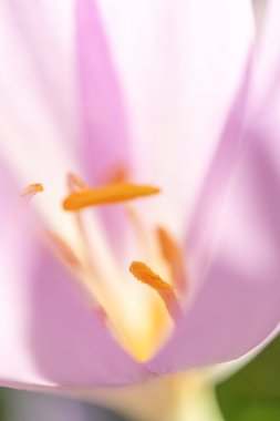 Bir sonbahar kolşisi çiçeğindeki (Colchicum autumnale) stamenlerin ayrıntıları. Alsace, en büyüğü, Fransa