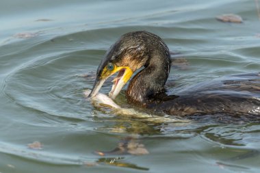 Büyük bir yılan balığı büyük bir karabataktan kaçmaya çalışır (Phalacrocorax carbo).
