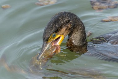 Büyük bir yılan balığı büyük bir karabataktan kaçmaya çalışır (Phalacrocorax carbo).