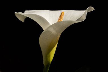 Baharda çiçek açarken arum ya da beyaz calla (Zantedeschia aethiopica). Bas Rhin, Alsace, Fransa, Avrupa