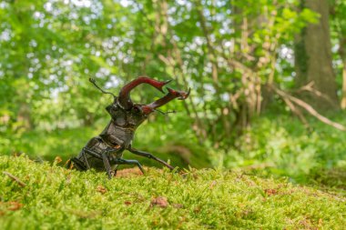 Geyik böceği uçurtma erkeği (Lucanus cervus) baharda ormanda ölü bir ağacın gövdesinde. Bas Rhin Alsace, en büyüğü, Fransa, Avrupa.