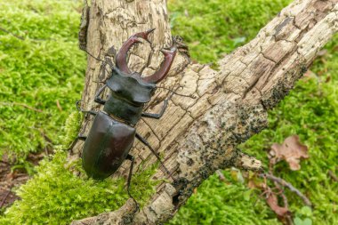 Geyik böceği uçurtma erkeği (Lucanus cervus) baharda ormanda ölü bir ağacın gövdesinde. Bas Rhin Alsace, en büyüğü, Fransa, Avrupa.