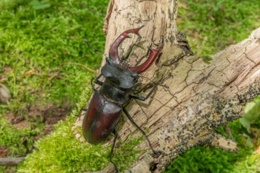 Geyik böceği uçurtma erkeği (Lucanus cervus) baharda ormanda ölü bir ağacın gövdesinde. Bas Rhin Alsace, en büyüğü, Fransa, Avrupa.