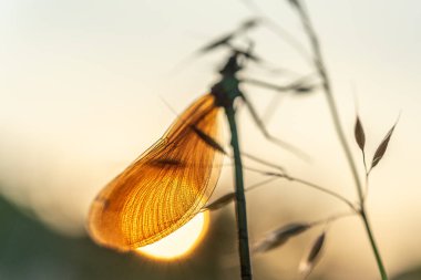 Güzel matmazel (Calopteryx virgo) bir çayırda çimlerin üzerinde. Bas Rhin, Alsace, Fransa, Avrupa