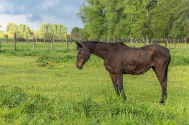 Horse in a pasture in spring. Bas Rhin, Alsace, France, Europe