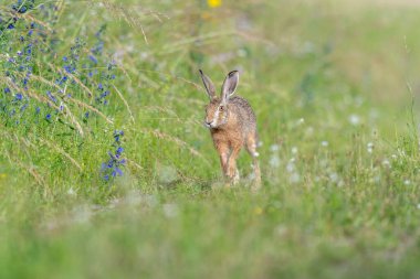 Avrupa Tavşanı (Lepus europaeus) Çayırda hareket halinde olan kahverengi tavşan. Kaiserstuhl, Fribourg-en-Brisgau, Bade-Wurtemberg, Almanya, Avrupa.