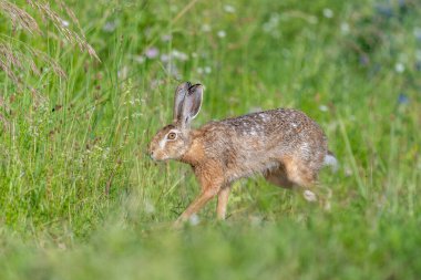 Avrupa Tavşanı (Lepus europaeus) Çayırda hareket halinde olan kahverengi tavşan. Kaiserstuhl, Fribourg-en-Brisgau, Bade-Wurtemberg, Almanya, Avrupa.