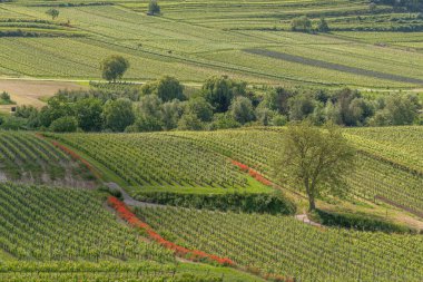 Baharda üzüm bağında çiçek açan gelincikler. Kaiserstuhl, Emmendingen, Fribourg-en-Brisgau, Bade-Wurtemberg, Almanya, Avrupa.