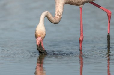 Flamingo (Phoenicopterus roseus) doğal bir rezervde bir havuzda yemek yer. Saintes Maries de la Mer, Parc naturel regional de Camargue, Arles, Provence Alpes Cote d 'Azur, Fransa.