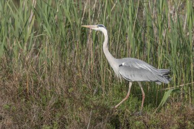 Gri balıkçıl (Ardea cinerea) bir göletin kenarındaki sazlıklar arasında hareket eder. Saintes Maries de la Mer, Camargue, Arles, Provence, Cote d 'Azur, Fransa.