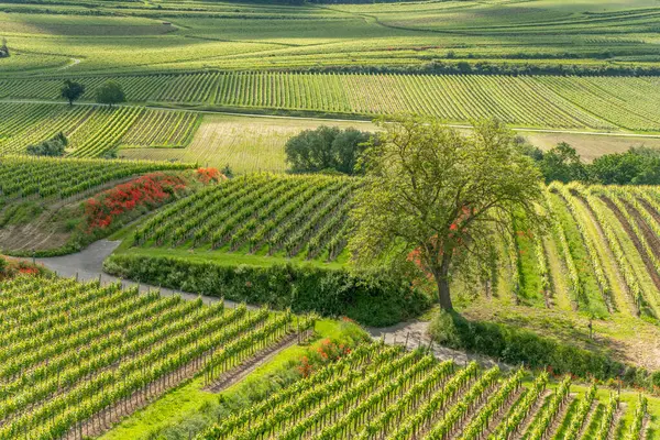 Baharda üzüm bağında çiçek açan gelincikler. Kaiserstuhl, Emmendingen, Fribourg-en-Brisgau, Bade-Wurtemberg, Almanya, Avrupa.