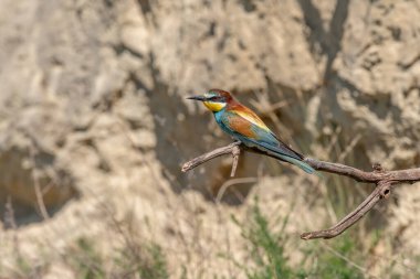 Üreme mevsiminde ilkbaharda Avrupa arı yiyicisi (Merops apiaster). Kaiserstuhl, Emmendingen, Fribourg-en-Brisgau, Bade-Wurtemberg, Almanya, Avrupa.