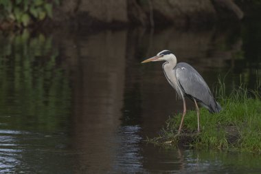 Nehirde balık arayan gri balıkçıl (Ardea cinerea). Bas Rhin, Alsace, Fransa, Avrupa