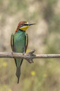 İlkbaharda bir dalda Avrupa arı yiyici (merops apiaster). Kaiserstuhl, Fribourg-en-Brisgau, Bade-Wurtemberg, Almanya, Avrupa.