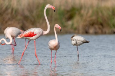 Flamingo (Phoenicopterus roseus) doğal bir rezerv göletinde bulunur. Saintes Maries de la Mer, Parc naturel regional de Camargue, Arles, Provence Alpes Cote d 'Azur, Fransa.