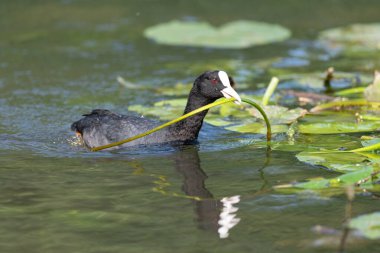 Avrasya yaban ördeği (Fulica atra) yuvasına bir nilüfer getirir. Bas Rhin, Alsace, Fransa, Avrupa