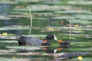 Avrasya ördeği (Fulica atra) yavrularını beslemeye geliyor. Bas Rhin, Alsace, Fransa, Avrupa