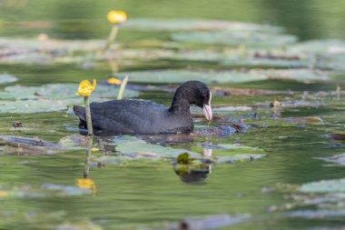 Su zambakları arasında yiyecek arayan Coot (Fulica atra). Bas Rhin, Alsace, Fransa, Avrupa