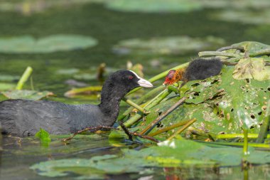 Avrasya ördeği (Fulica atra) yavrularını beslemeye geliyor. Bas Rhin, Alsace, Fransa, Avrupa