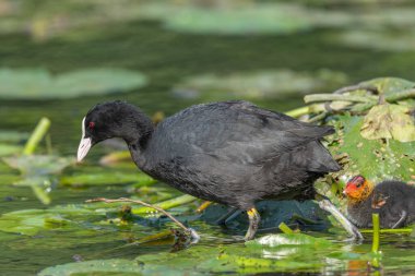 Avrasya ördeği (Fulica atra) yavrularını beslemeye geliyor. Bas Rhin, Alsace, Fransa, Avrupa
