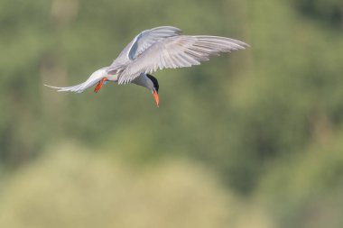 Bataklıkta gezinen deniz feneri (Sterna hirundo). Bas Rhin, Alsace, Fransa, Avrupa