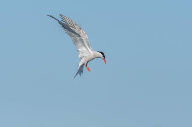 Bataklıkta gezinen deniz feneri (Sterna hirundo). Bas Rhin, Alsace, Fransa, Avrupa