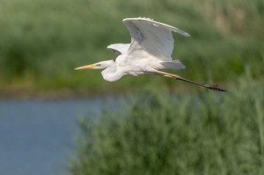 Bataklık üzerinde uçan büyük balıkçıl (Ardea alba). Bas Rhin, Alsace, Fransa, Avrupa