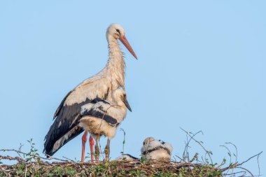 Yavrularıyla birlikte yuvada beyaz leylek (ciconia ciconia). Bas Rhin, Alsace, Grand est, Fransa, Avrupa