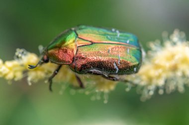 Kestane çiçeğinin üzerinde altın cetonya (Cetonia aurata). Bas Rhin, Alsace, Fransa, Avrupa