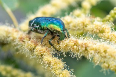 Kestane çiçeğinin üzerinde altın cetonya (Cetonia aurata). Bas Rhin, Alsace, Fransa, Avrupa