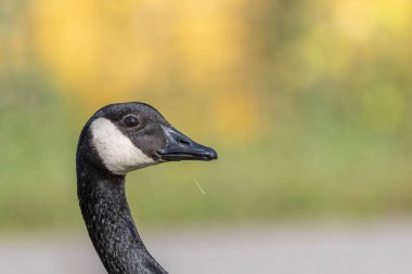 Bir Kanada kazı portresi (Branta kanadensis). Bas Rhin, Alsace, Fransa, Avrupa