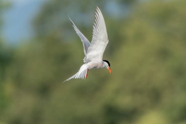 Bataklıkta gezinen deniz feneri (Sterna hirundo). Bas Rhin, Alsace, Fransa, Avrupa