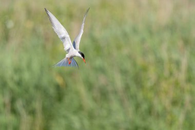 Bataklıkta gezinen deniz feneri (Sterna hirundo). Bas Rhin, Alsace, Fransa, Avrupa