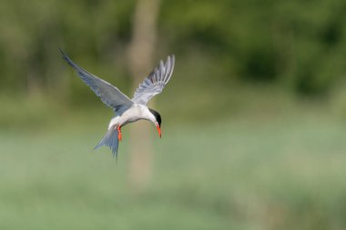 Bataklıkta gezinen deniz feneri (Sterna hirundo). Bas Rhin, Alsace, Fransa, Avrupa