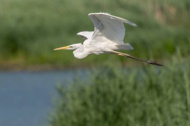Bataklık üzerinde uçan büyük balıkçıl (Ardea alba). Bas Rhin, Alsace, Fransa, Avrupa
