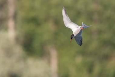 Bataklıkta gezinen deniz feneri (Sterna hirundo). Bas Rhin, Alsace, Fransa, Avrupa