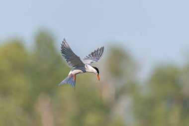 Bataklıkta gezinen deniz feneri (Sterna hirundo). Bas Rhin, Alsace, Fransa, Avrupa