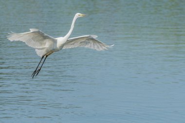 Bataklık üzerinde uçan büyük balıkçıl (Ardea alba). Bas Rhin, Alsace, Fransa, Avrupa