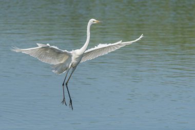 Bataklık üzerinde uçan büyük balıkçıl (Ardea alba). Bas Rhin, Alsace, Fransa, Avrupa