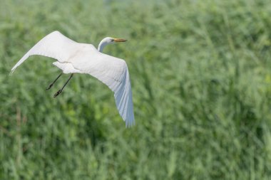 Bataklık üzerinde uçan büyük balıkçıl (Ardea alba). Bas Rhin, Alsace, Fransa, Avrupa