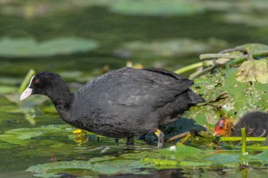 Avrasya ördeği (Fulica atra) yavrularını beslemeye geliyor. Bas Rhin, Alsace, Fransa, Avrupa