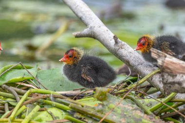 Avrasya ördeği (Fulica atra) yavruları yiyecek bekliyor. Bas Rhin, Alsace, Fransa, Avrupa