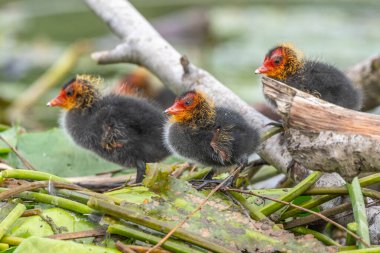 Avrasya ördeği (Fulica atra) yavruları yiyecek bekliyor. Bas Rhin, Alsace, Fransa, Avrupa