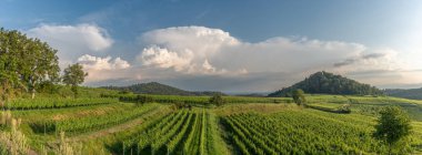 Fırtınalı havada panoramik bir arazide üzüm bağı. Ihringen, Kaiserstuhl, Fribourg-en-Brisgau, Bade-Wurtemberg, Almanya, Avrupa.