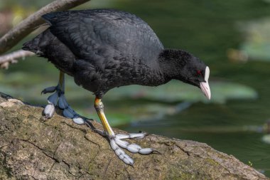 Ayakları yarı perdeli bir ağaç gövdesinde yürüyen Coot (Fulica atra). Bas Rhin, Alsace, Fransa, Avrupa