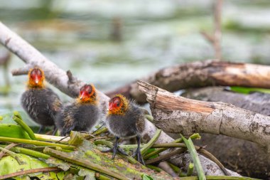 Avrasya ördeği (Fulica atra) yavrularını beslemeye geliyor. Bas Rhin, Alsace, Fransa, Avrupa