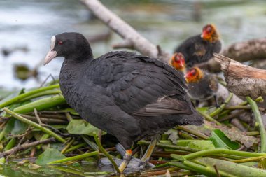 Avrasya ördeği (Fulica atra) yavrularını beslemeye geliyor. Bas Rhin, Alsace, Fransa, Avrupa